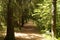 foothpath through the forest nature landscape background