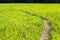 Foothpath through green meadow - summer texture