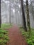 Foothpath leading into mystical, misty forest