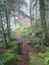 Foothpath within a mystical, misty forest