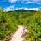 Foothpath in tropical nature