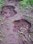 Footmarks of Elephant on Ground