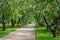 Footpath alley in apple blooming garden