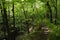 Footpath along the bank of ravine in lush green forest in summer