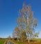 Footpath along Tall Aspen Trees