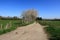 Footpath alongside Blackthorn bushes in Sittingbourne