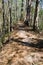 Footpath around Cypress Swamp