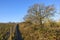 Footpath with ash tree and brambles