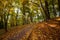 Footpath in autumn city park strewn with yellow fallen leave