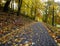 Footpath in autumn city park strewn with yellow fallen leave