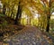 Footpath in autumn city park with yellow fallen leaves