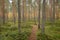 Footpath autumn forest landscape in Finland