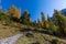 Footpath in autumn in golden spruce forest in Swiss mountains