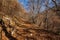 Footpath in Autumn in Italian Alps - Corno dâ€™Aquilio in Lessinia Plateau