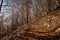 Footpath in Autumn in Italian Alps - Corno dâ€™Aquilio in Lessinia Plateau