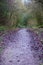 FOOTPATH IN AUTUMN IN WOODLAND