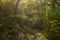 Footpath in autumnal woodland