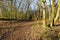 Footpath between the bare trees of Sherwood Forest on a bright winter morning