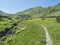 Footpath and beautiful mountain stream cascade flows between lush green fern leaves and yellow flowers, green meadow