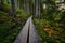 Footpath in beautuful forest with big trees