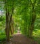 Footpath through beech tree alley, green leaves at springtime