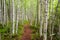 Footpath in a birch grove.