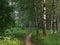 Footpath in a birchwood