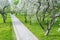 Footpath through blossoming apple orchard. public park in springtime. aerial photo