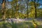 A Footpath in a Bluebell Wood