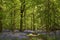 Footpath in a bluebells wood