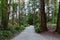 Footpath in Canadian forest