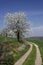 Footpath with cherry trees, Germany