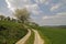 Footpath with cherry trees in Germany