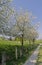 Footpath with cherry trees in Germany