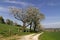 Footpath with cherry trees in Hagen, Germany