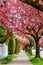 A footpath in the city with a blooming red cherry blossom and tr