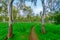 Footpath and colorful Anemone wildflowers in a Eucalyptus grove