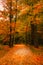 Footpath through colorful autumn forest