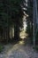 Footpath in a coniferous forest