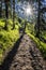 Footpath in coniferous forest, High Tatras mountains, Slovakia