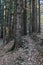 Footpath in coniferous forest, Little Fatra mountains, Slovakia