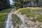 Footpath in coniferous forest, Little Fatra mountains, Slovakia