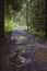 Footpath in coniferous forest, Western Tatras, Slovakia