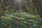 Footpath covered with wood anemones