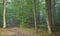 Footpath crossing misty autumnal forest