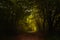 Footpath through the dark autumn forest to the light, seasonal l