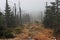 Footpath in Dark Misty Forest