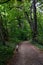 Footpath through the deciduous woodland