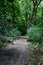 Footpath through the deciduous woodland