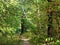 Footpath in dense forest grove in urban park